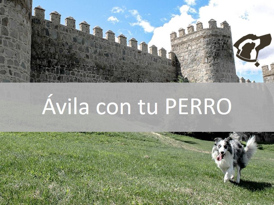 DISFRUTA ÁVILA CON TU PERRO DISFRUTA ÁVILA CON TU PERRO